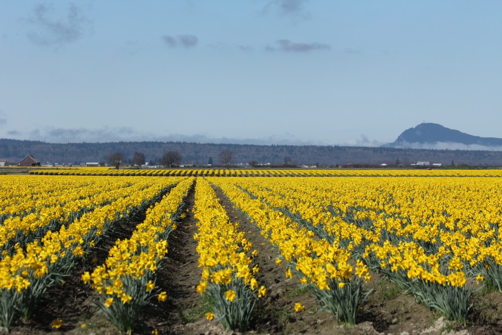 Fields of Daffodils